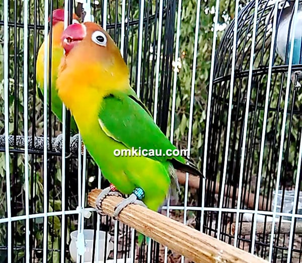 Lovebird Britjun