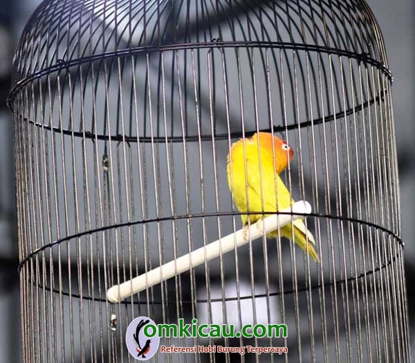 Lovebird Cepot