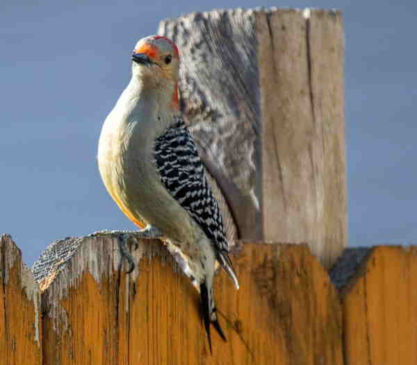 Handsome Red-bellied Woodpecker red bellied woodpecker sitting on a fence.