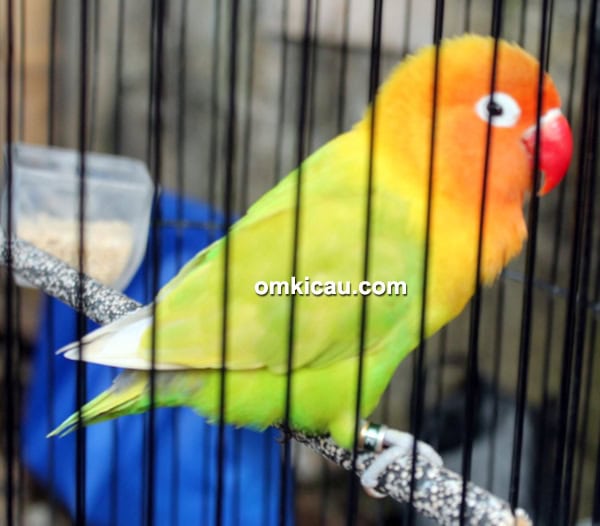 Lovebird Ramones