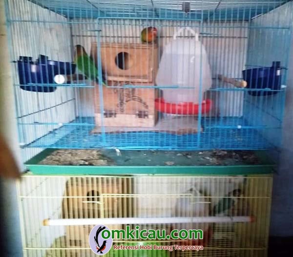 ternak lovebird