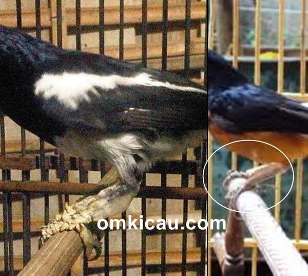 cara membersihkan sisik tebal di kaki burung cara membersihkan sisik tebal di kaki burung