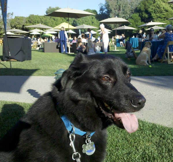 Yappy Hour Ritz Carlton With Linus Yappy Hour Ritz Carlton With Linus
