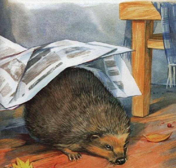 Ёж в газета