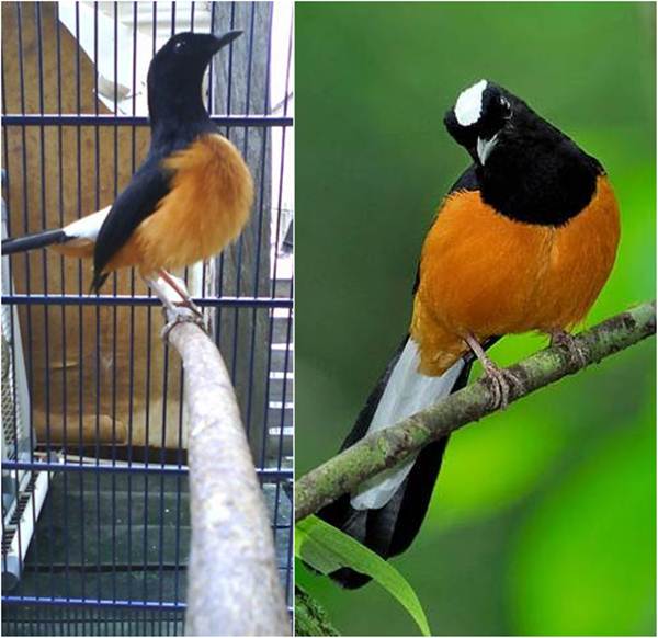 Suara burung murai batu Kalimantan/ borneo Suara burung murai batu Kalimantan/ borneo