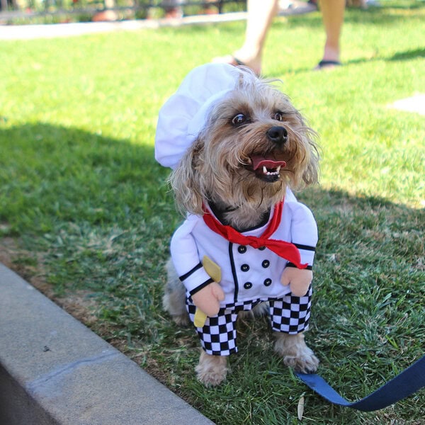 dog costume contest