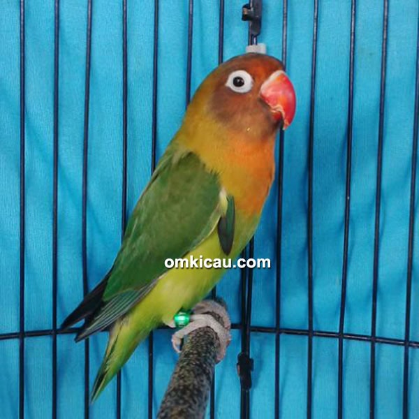 Lovebird Naomi