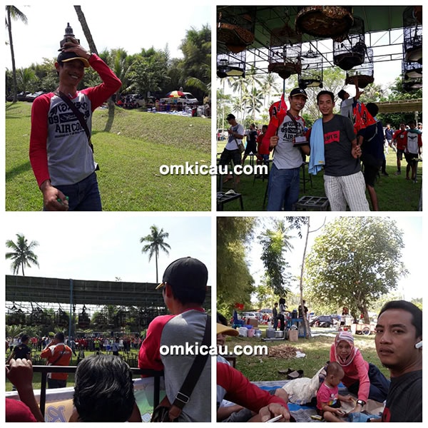 perawatan murai batu mick jagger