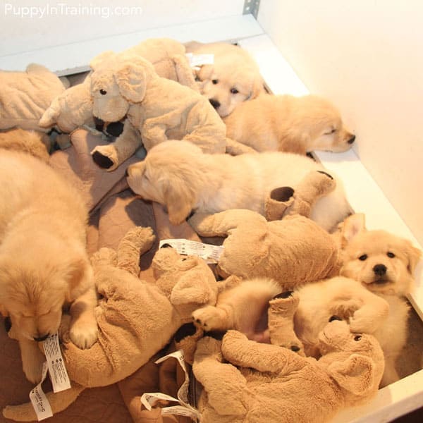 Our Litter Of Golden Retriever Pups Week 8 Puppy In Training