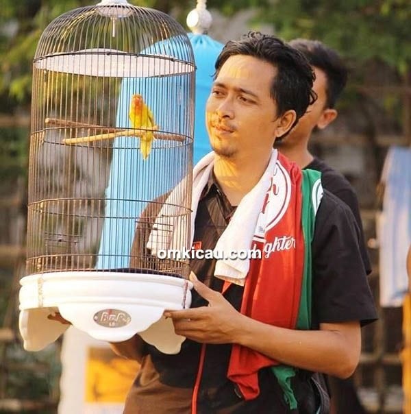 cara merawat burung lovebird juara tips perawatan lovebird