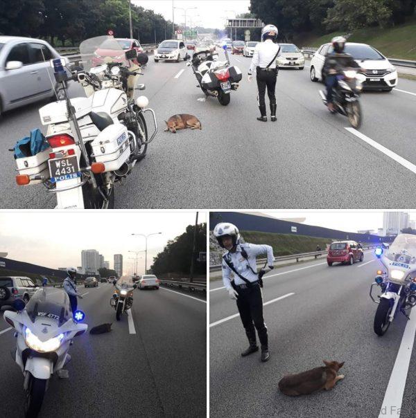 Traffic Police Officer Stops To Save An Injured Dog