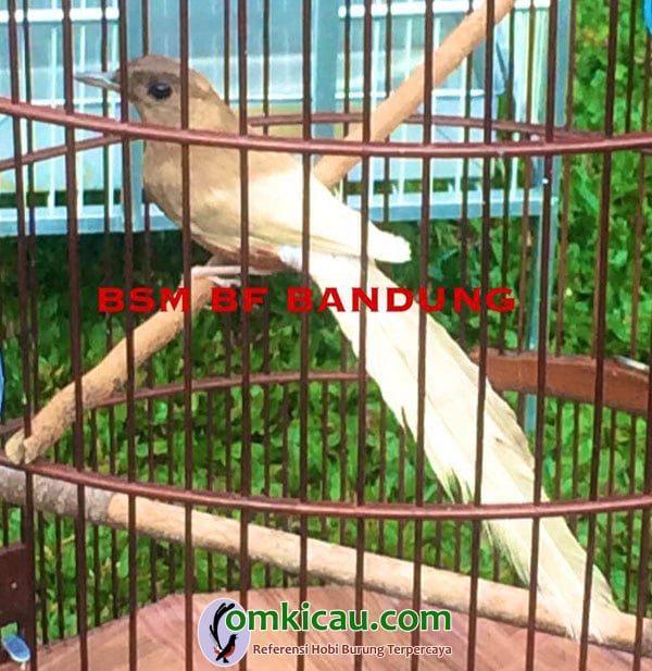 murai batu leucistic
