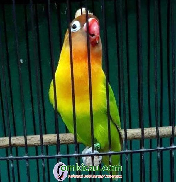 Lovebird Mbah Joyo