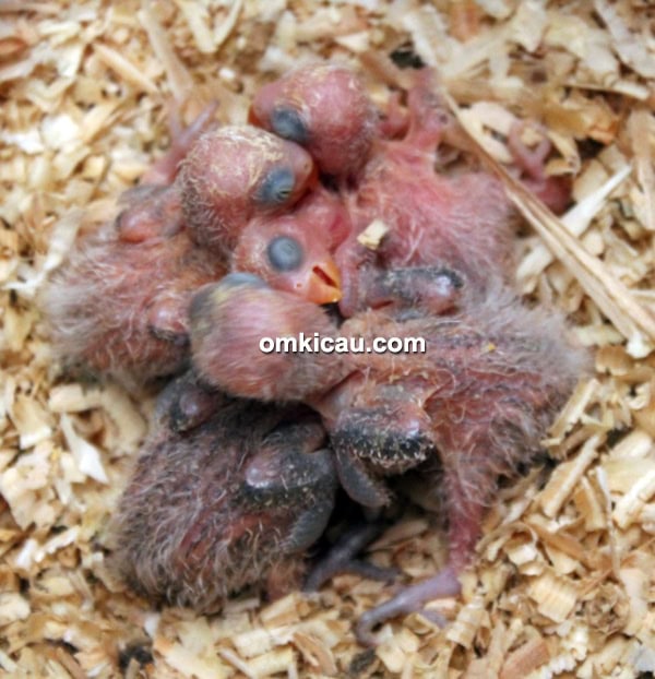 Breeding lovebird NSM BF Bogor