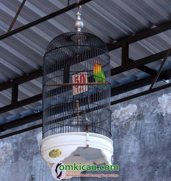 perawatan lovebird