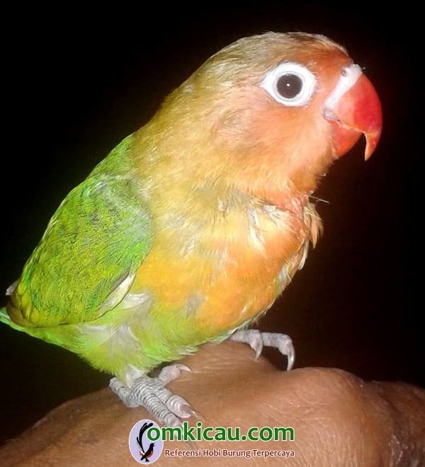 lovebird Hura-Hura