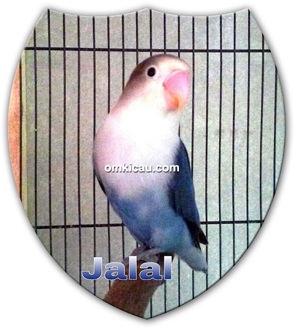 Breeding lovebird KKLB BF Bandung