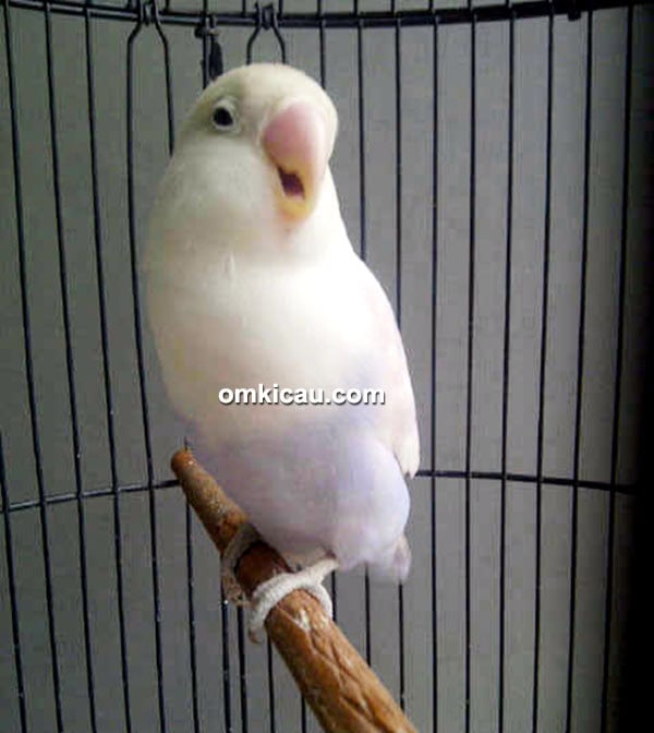Lovebird Putri Salju