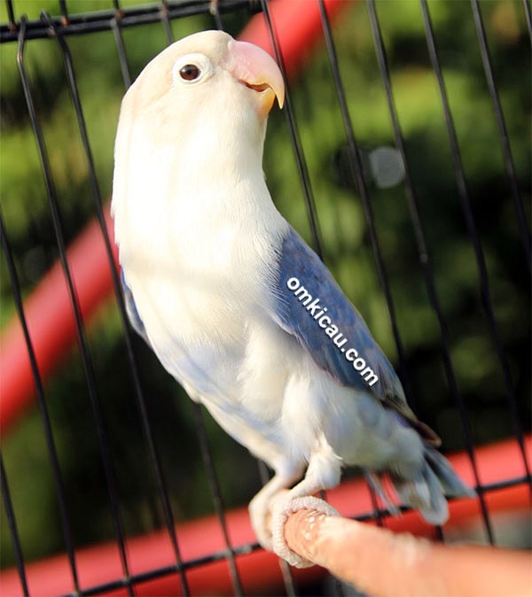 Lovebird Matso
