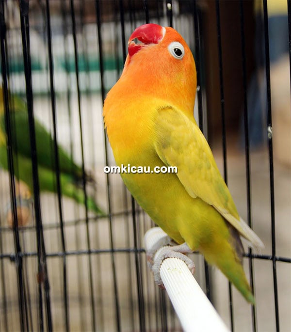 Lovebird Sekar Mayang