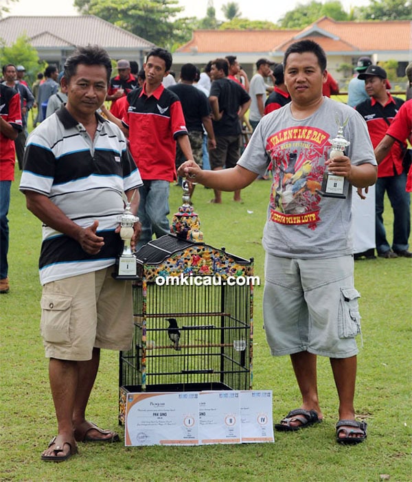 Om Gino dan kacer Yaris