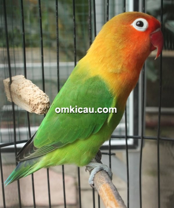 lovebird jantan
