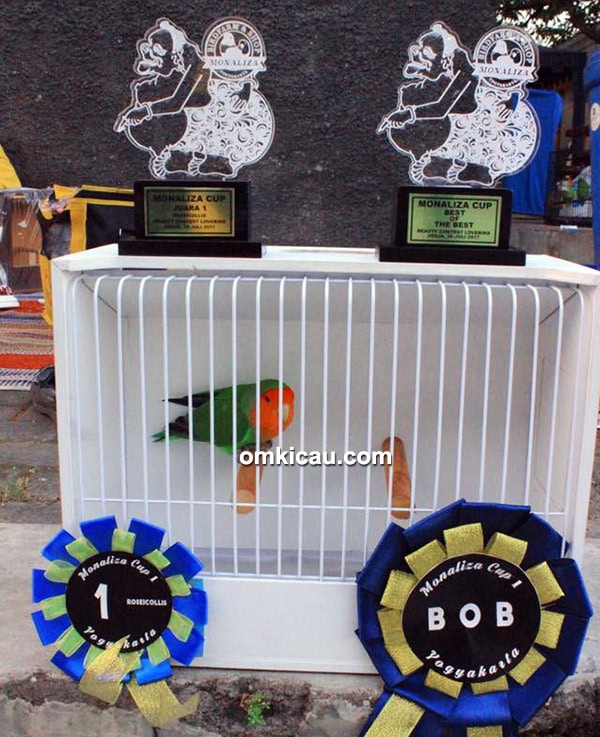 lovebird beauty contest Monaliza Cup