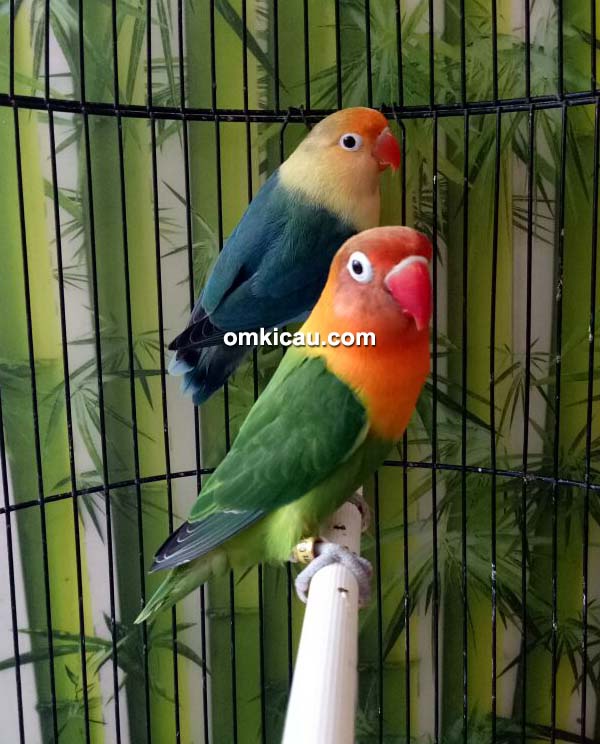 breeding lovebird warna