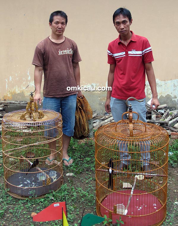 Juara 1 dan 2 murai batu