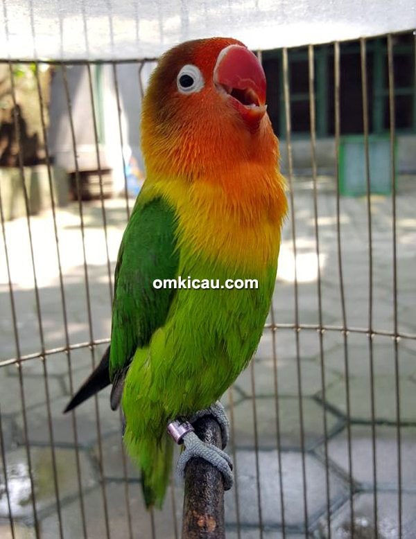 Lovebird Ayumi