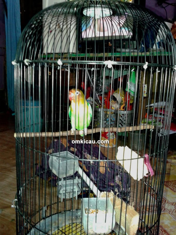 LOVEBIRD RCF