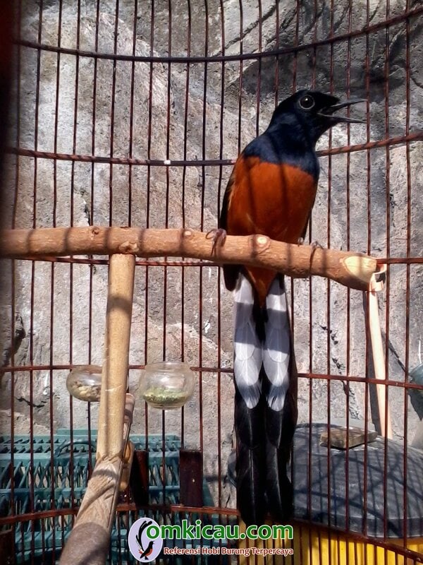 Plat L Bird Farm cara ternak burung murai batu