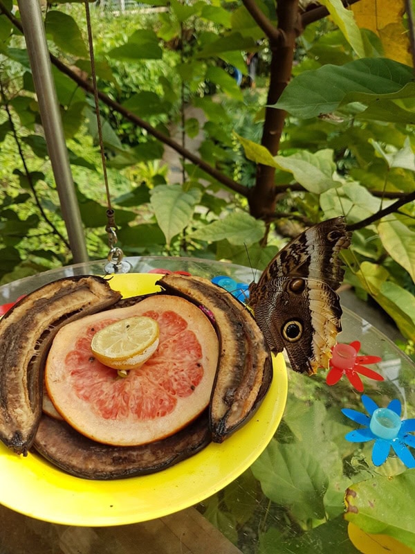 Papiliorama Kerzes