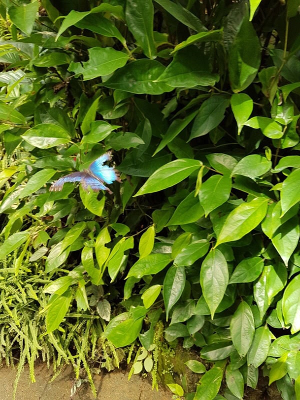 Papiliorama Kerzes