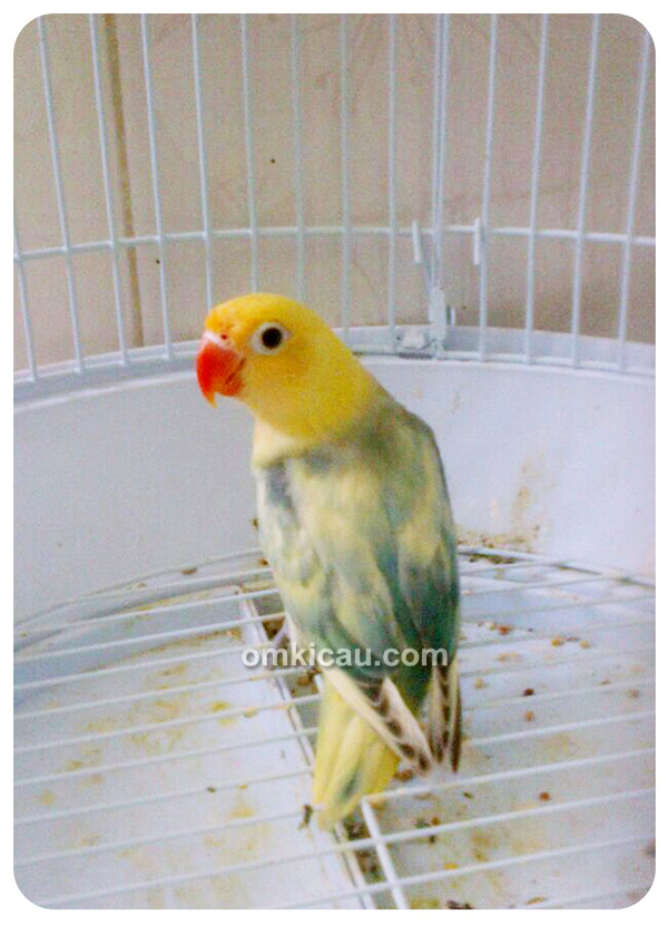 Lovebird warna
