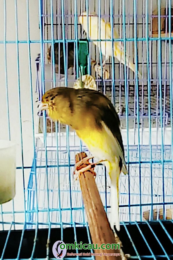 kenari postur