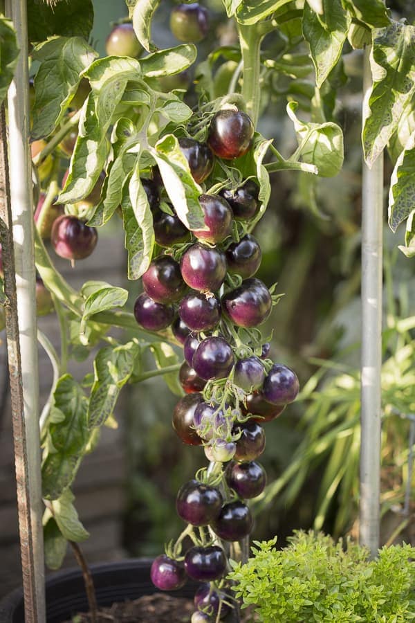 schwarze Tomaten, Purple Rose