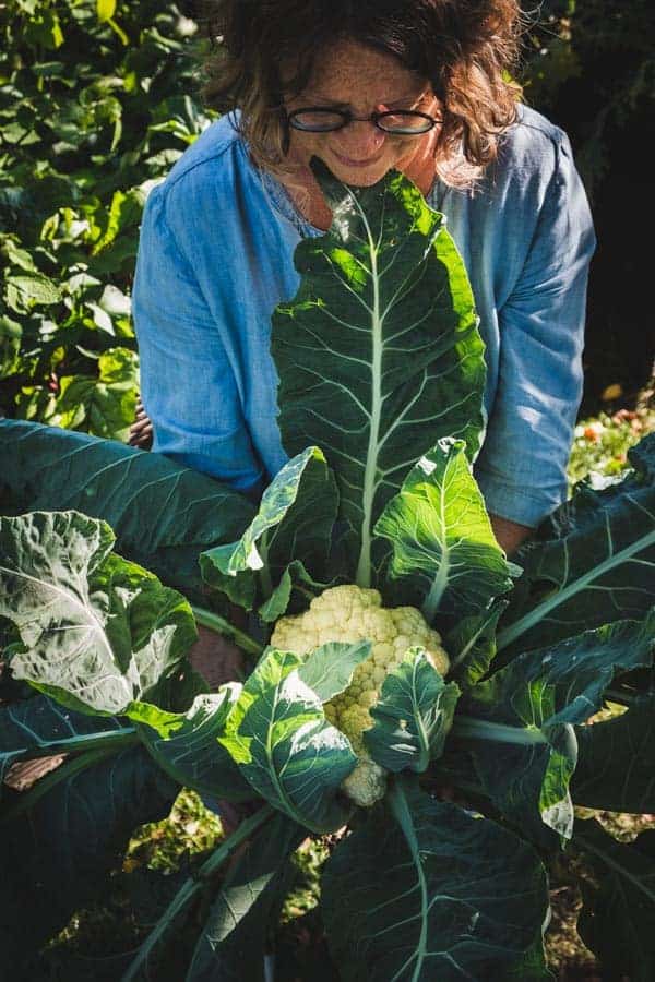 Blumenkohl wird geerntet
