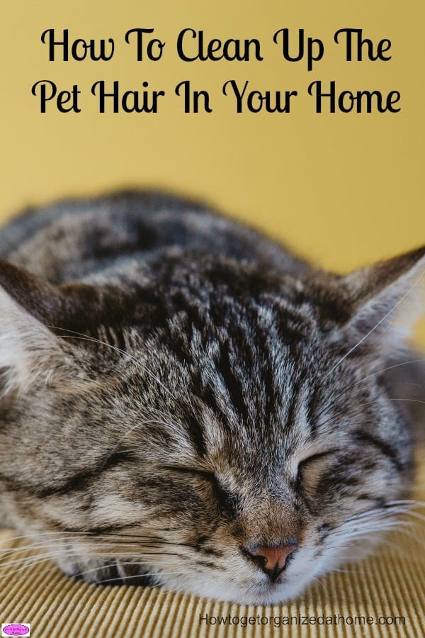 How to clean up the pet hair in your home without losing your mind! It can be so annoying but there are ways to try and keep it under control!