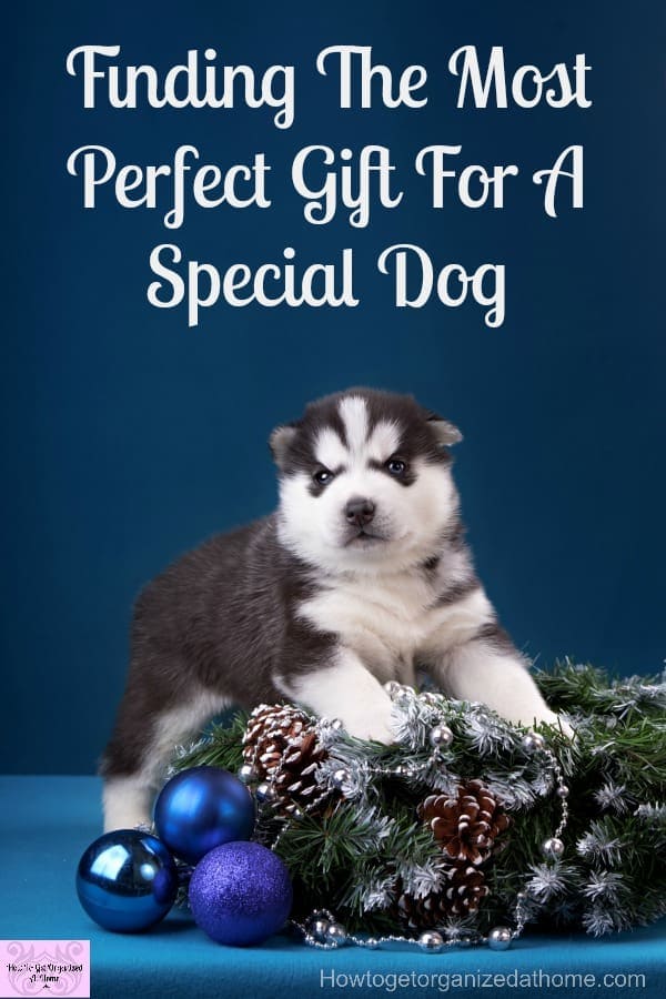 Finding The Most Perfect Gift For A Special Dog Looking for that perfect gift for dog lovers this holiday time? Then I’ve got you covered with this amazing list!