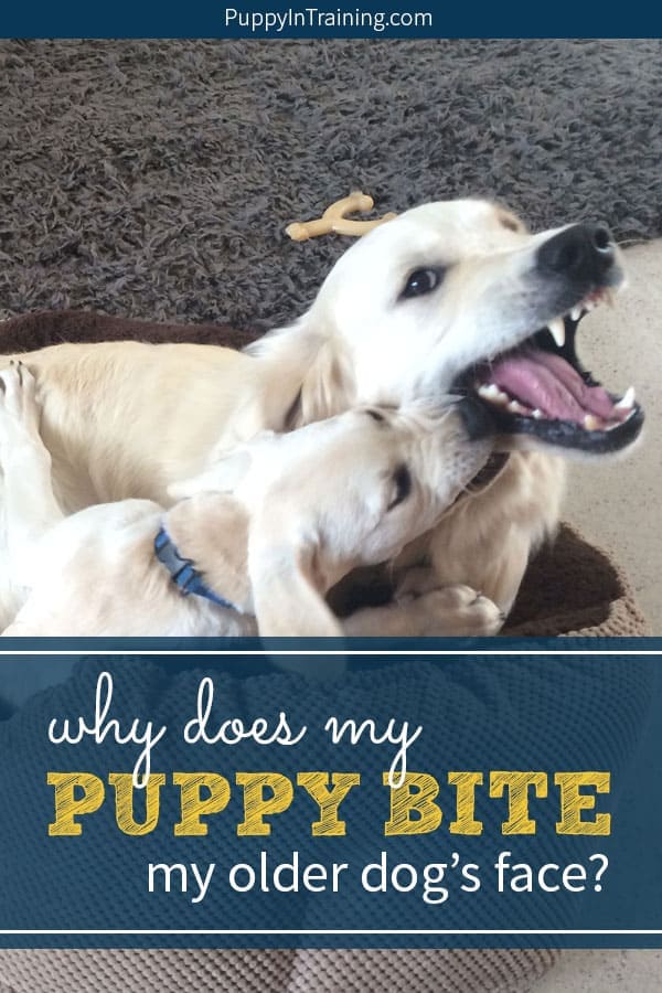 My Puppy Bite My Older Dog's Face