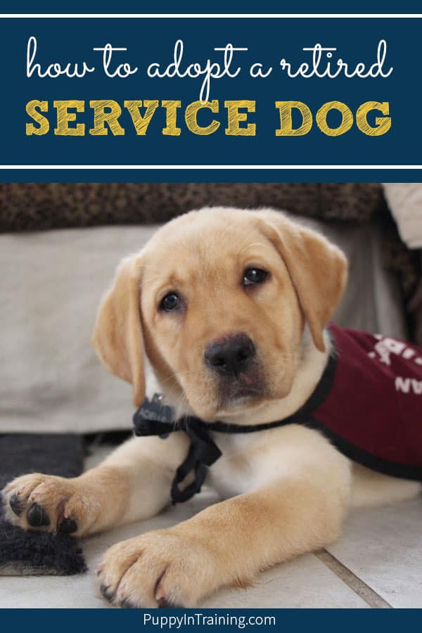 Have you ever wondered how can it adopt a retired service dog or failed guide dog? Not all puppies are made out to work as assistance dogs. I’ve raised service dog puppies for 10+ years for multiple programs and the pups that don’t make it are adopted out to loving families. Learn how you can adopt one of these well trained dogs #guidedog #servicedog #assistancedog #adoptaservicedog #careerchangedog #servicedogintraining #puppyintraining #servicedogadoption