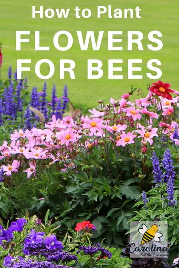 Choosing Flowers that Attract Bees Carolina Honeybees