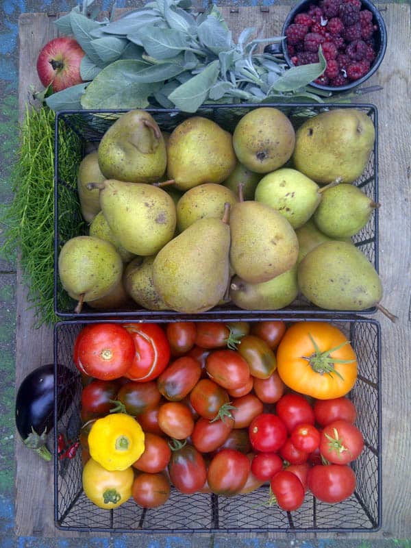 Sortenechte Tomatenpflanzen (alte Tomatensorten) kann man auch kaufen. Vier alte Tomatensorten, deren Anbau lohnt.