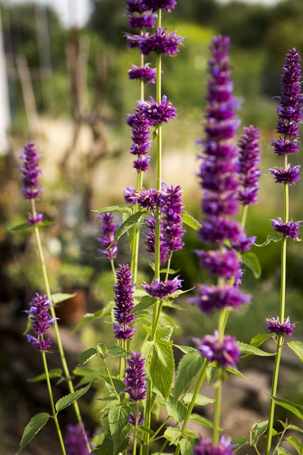 Indianernessel, Agastache
