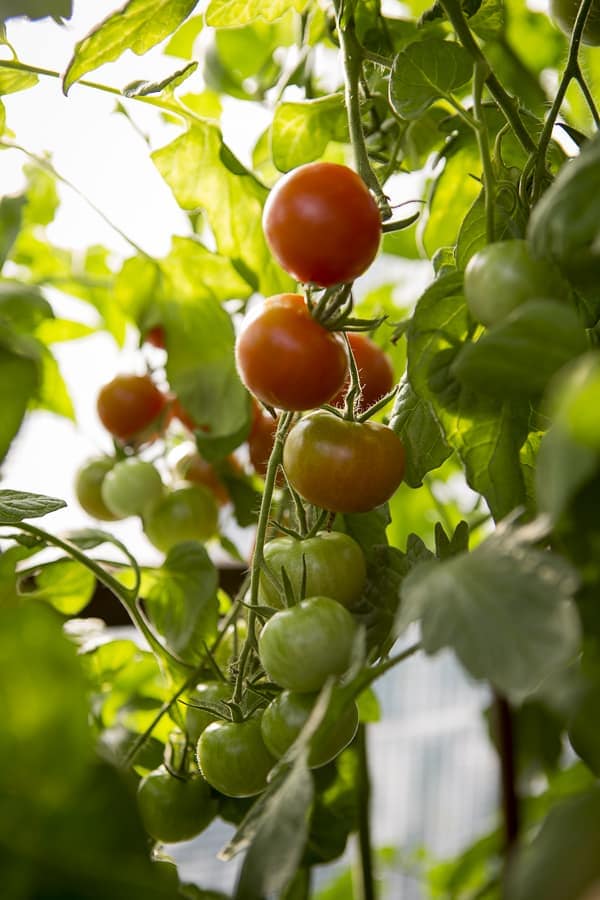 Gemüse in Töpfen anbauen Tomaten im Tomatenhaus