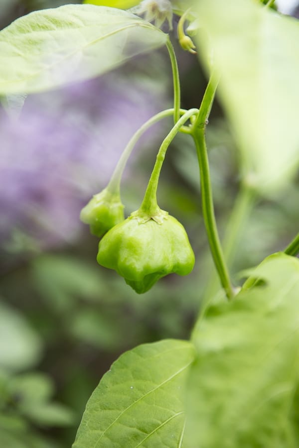 Gemüse in Töpfen anbauen Glockenchili