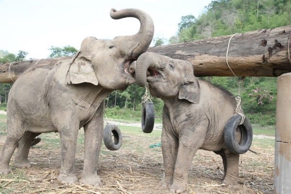 Elephant Rides in Thailand