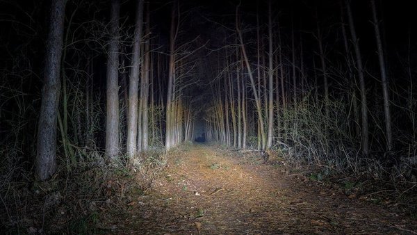 dark spooky forest at night illuminated by flashlight