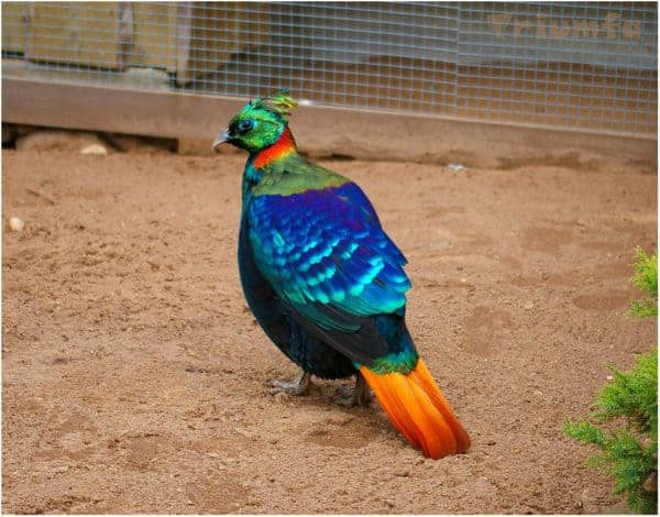 trĩ Himalayan Monal